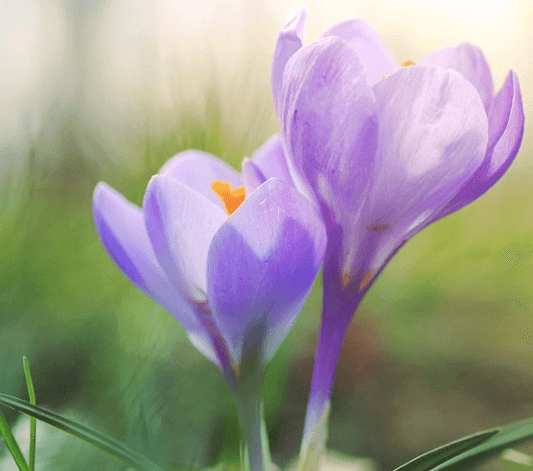 Crocus flower image