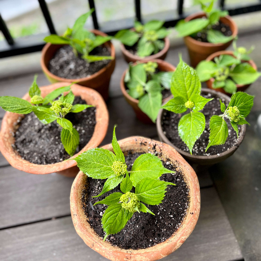 How to Propagate Hydrangeas with Bananas