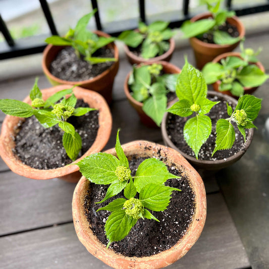 Planted Hydrangea cuttings in pots