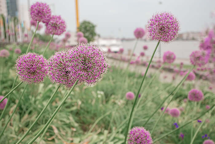 Allium flower scene