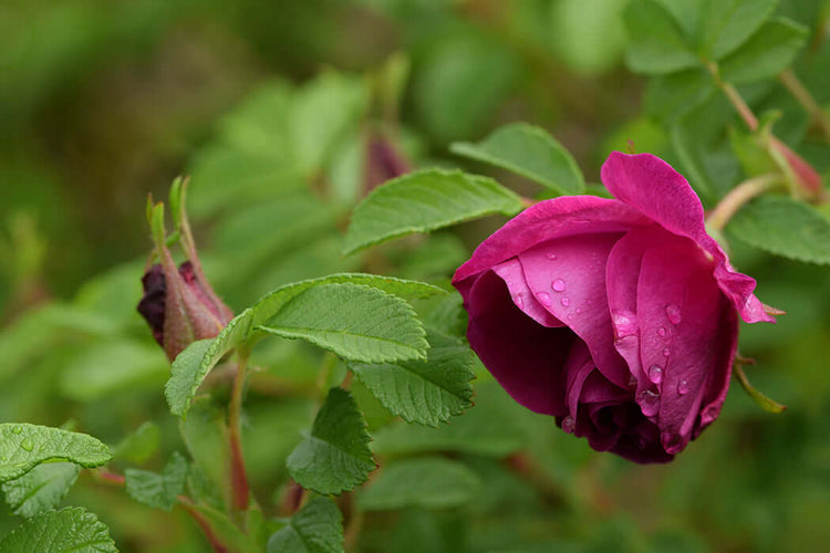 Rosa Rugosa flower