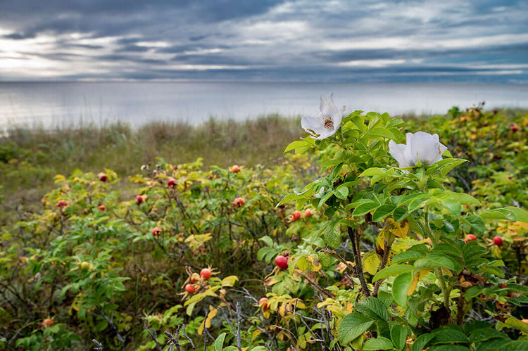 Rustic Rosa scene