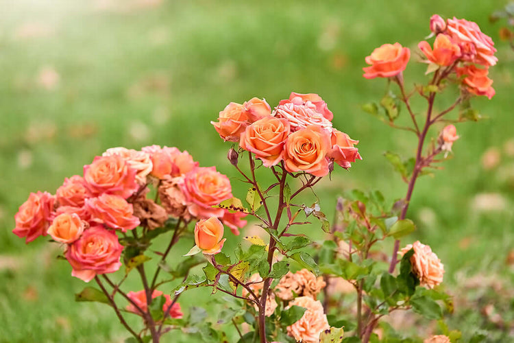 Gallica rose flowers